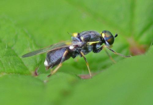 Oxycera leonina